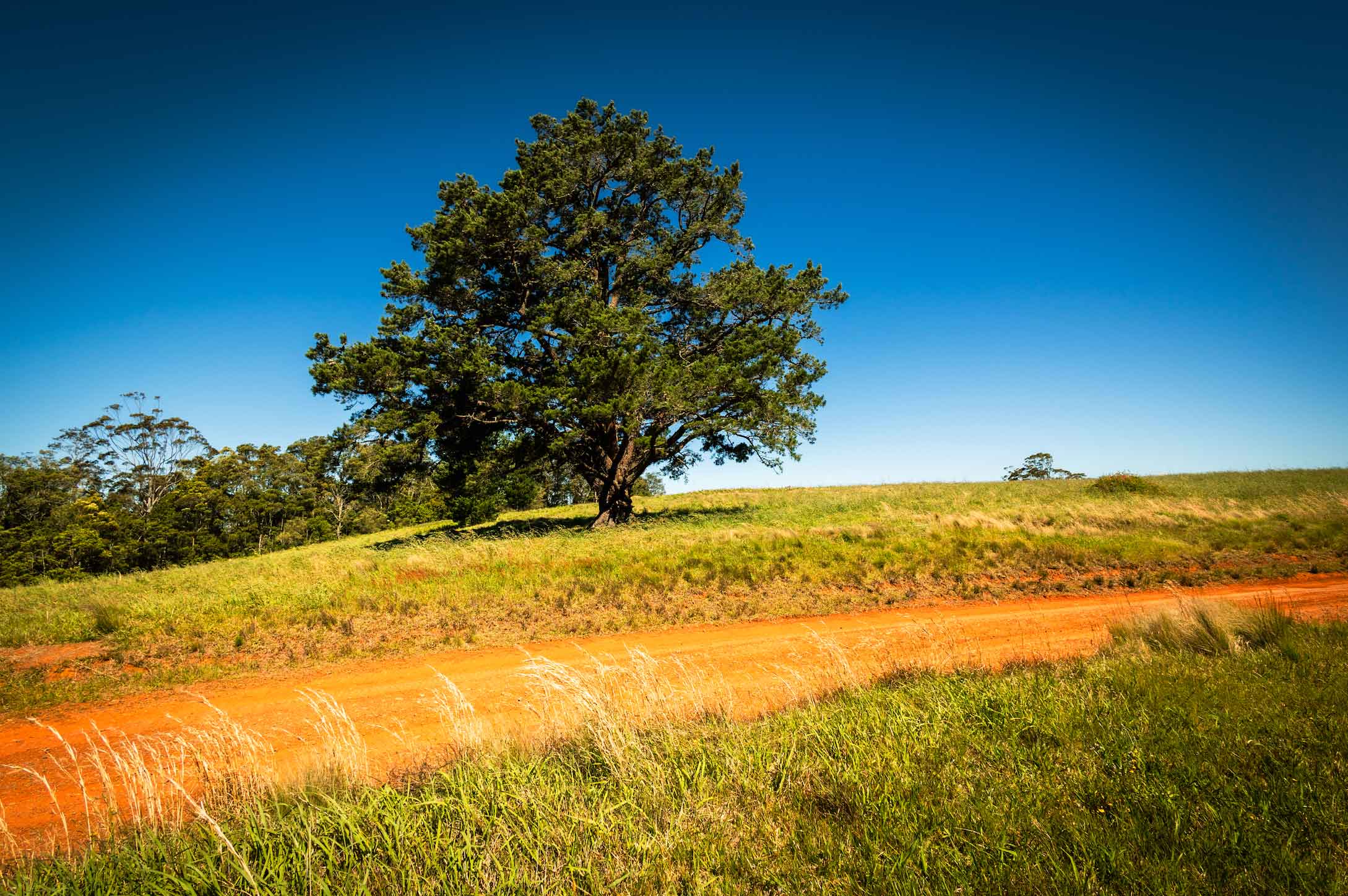An image of a tree next to a sandy country road.